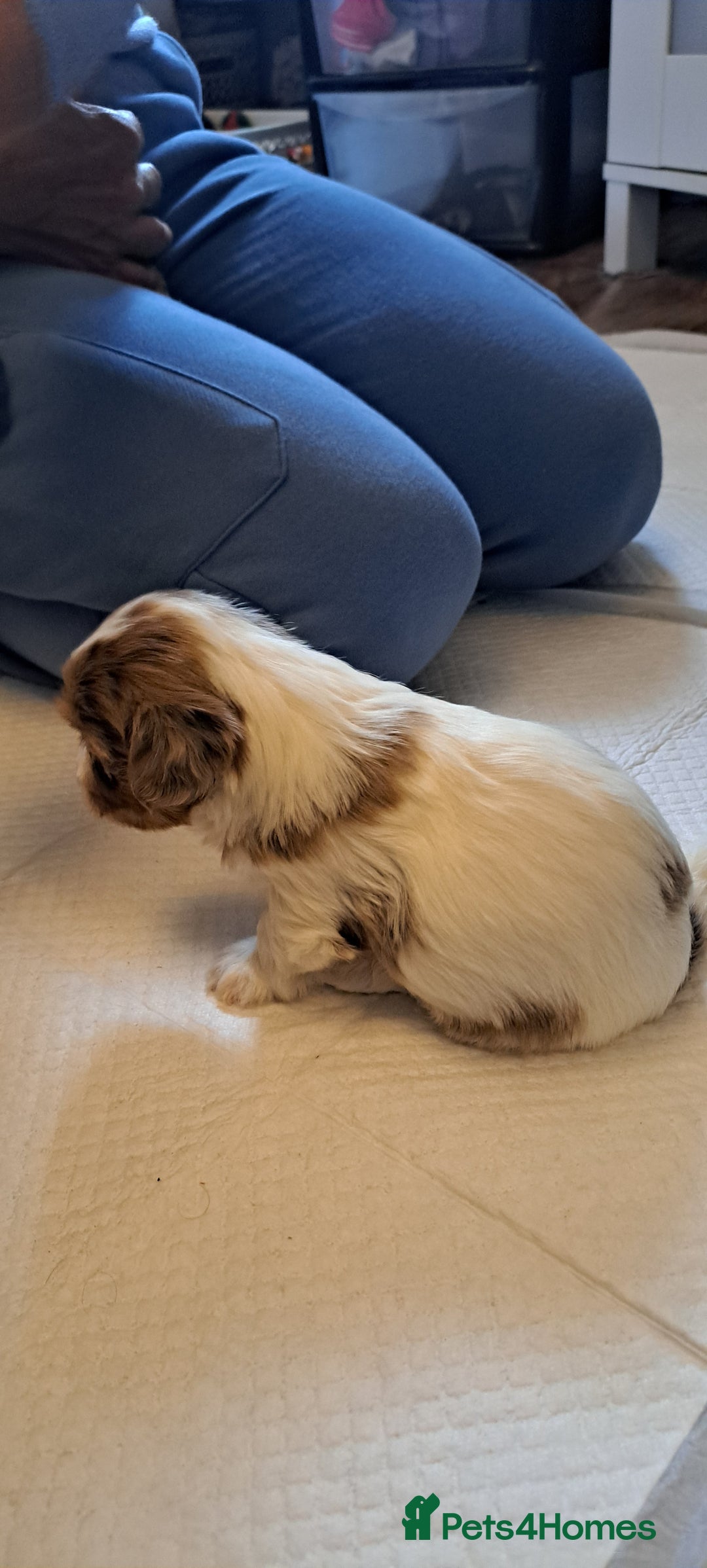 Yorkshire Terrier dogs for sale: 1 Boy & 3 Girls with Unique Coats - Image 12
