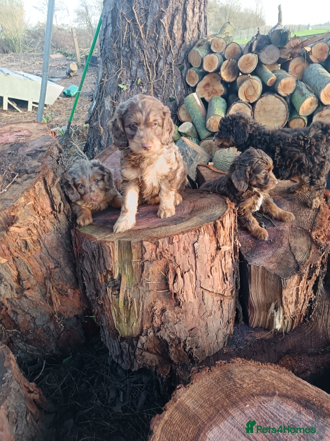 Labradoodle dogs for sale: Mini Labradoodles🐾🌟ready 3/1/26 full vaccine🌟🐾 - Advert 9