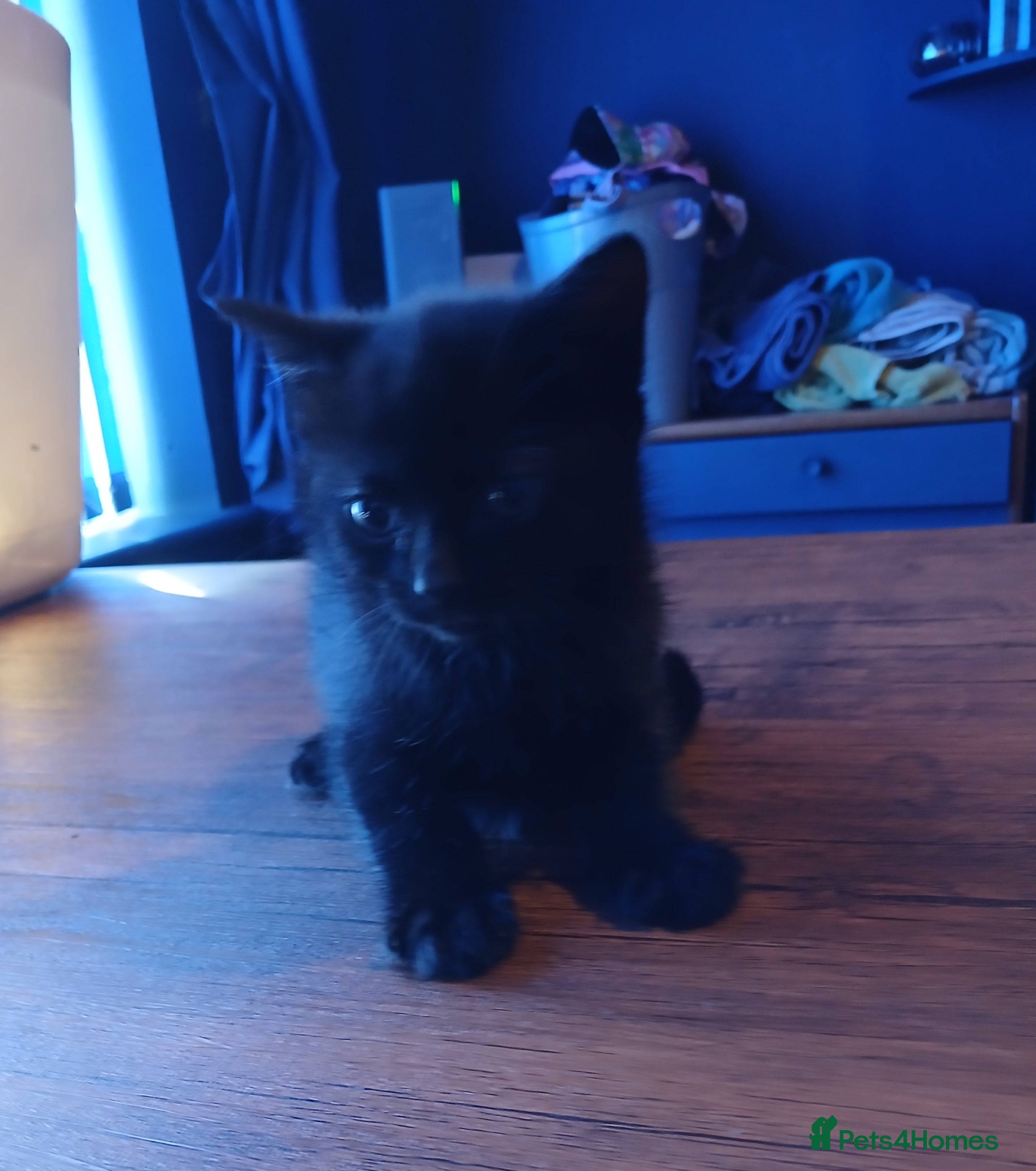 Mixed Breed cats 3 Female Kittens  - Advert 10