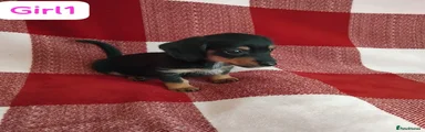 Dachshund 4