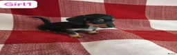 Dachshund dogs for sale: pedigree miniature dachshund puppies - Advert 5