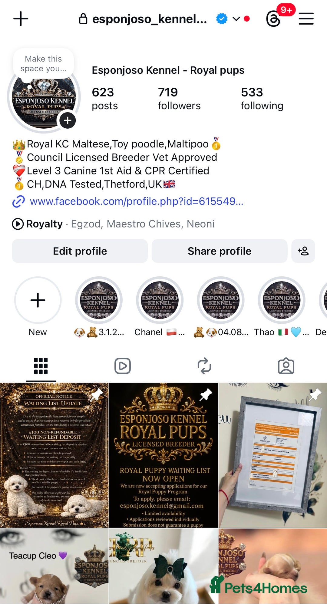 Maltipoo dogs for sale: 👑One in a Million Ultra Tiny F1 Asian Maltipoo👑 - Advert 3