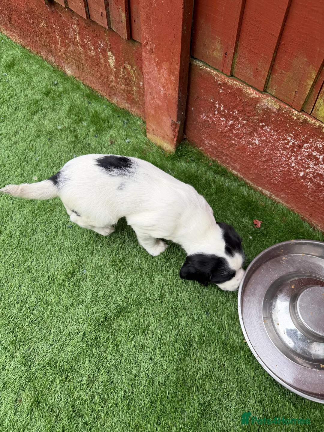 English Springer Spaniel dogs for sale: English springer spanial - Advert 2