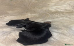 Chiweenie dogs for sale: Gorgeous Mini Dachshund X Puppies🐾 - Image 11