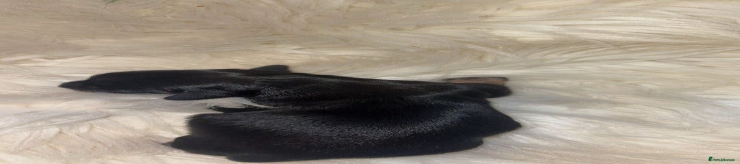 Chiweenie Puppy 2