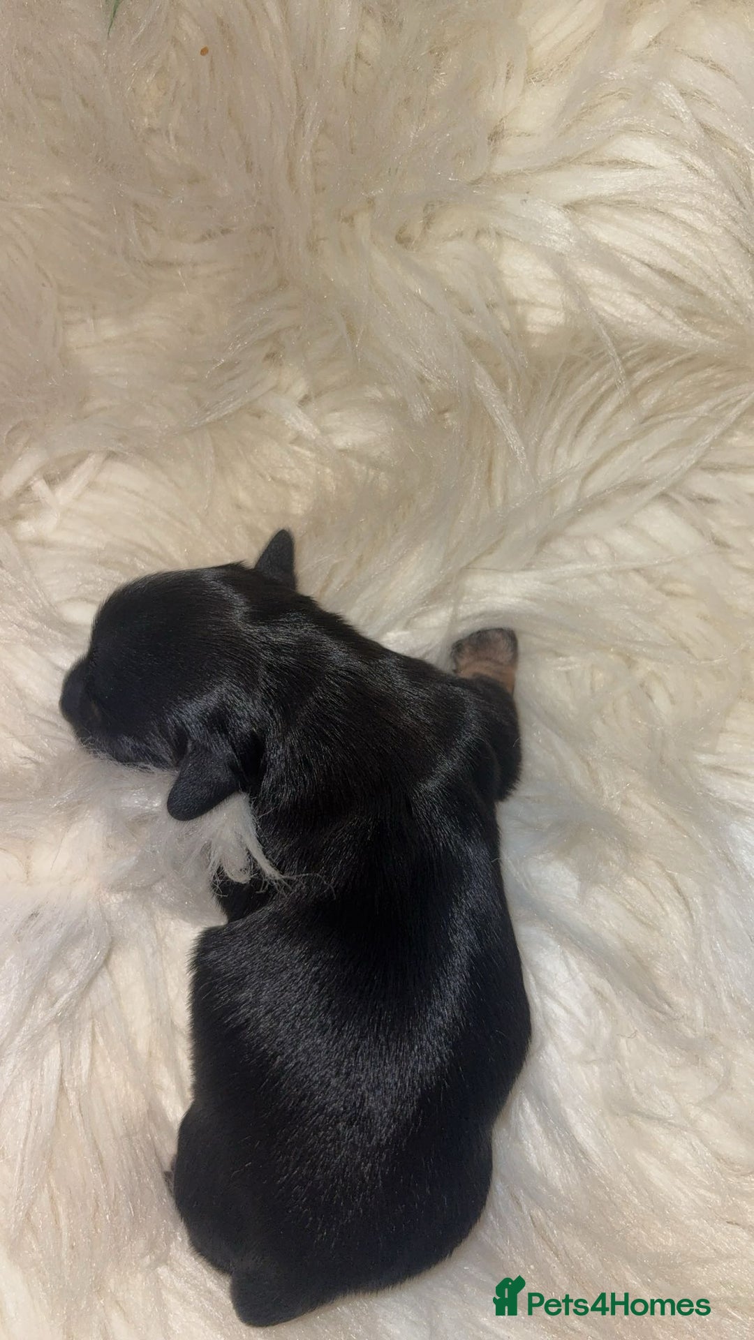 Chiweenie dogs for sale: Gorgeous Mini Dachshund X Puppies🐾 - Image 11