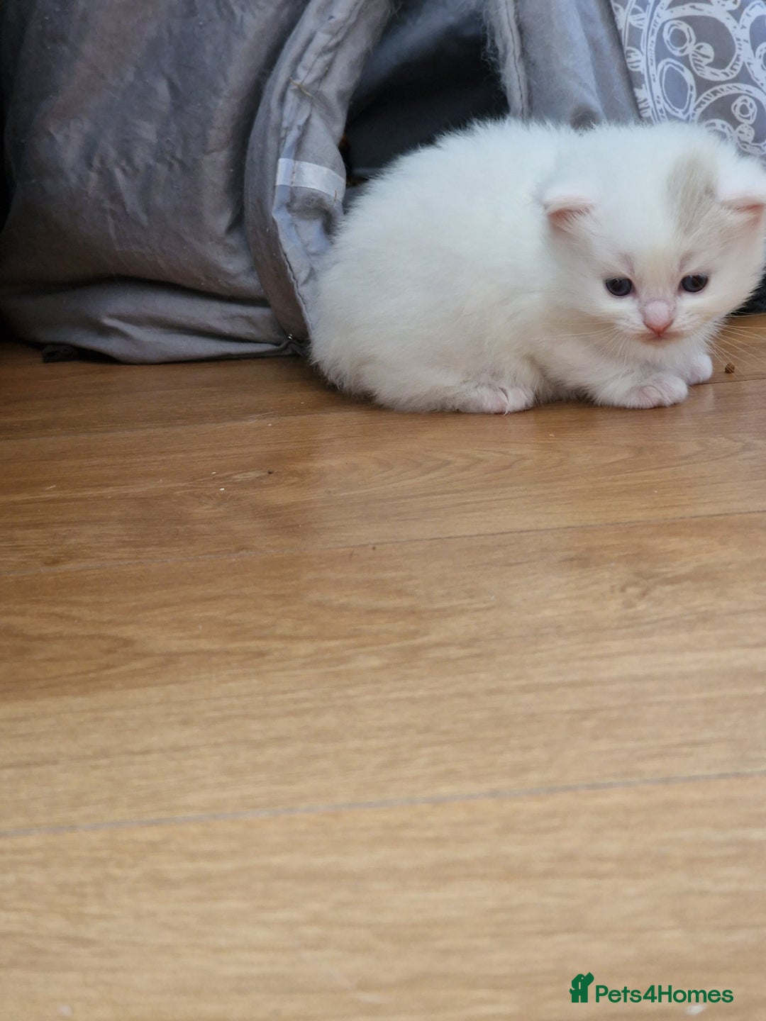 Mixed Breed cats for sale: Rare Norwegian Forest ×Ragdoll Kitten - Image 8