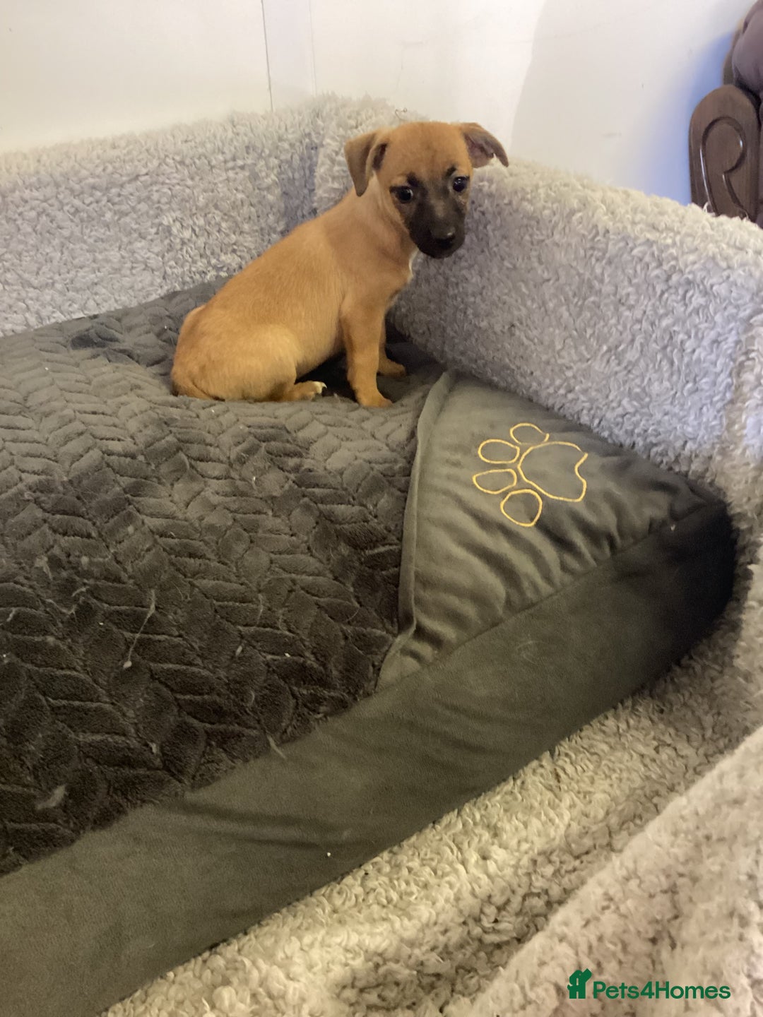 Jack Russell dogs for sale: Jack Russell puppies  - Image 22