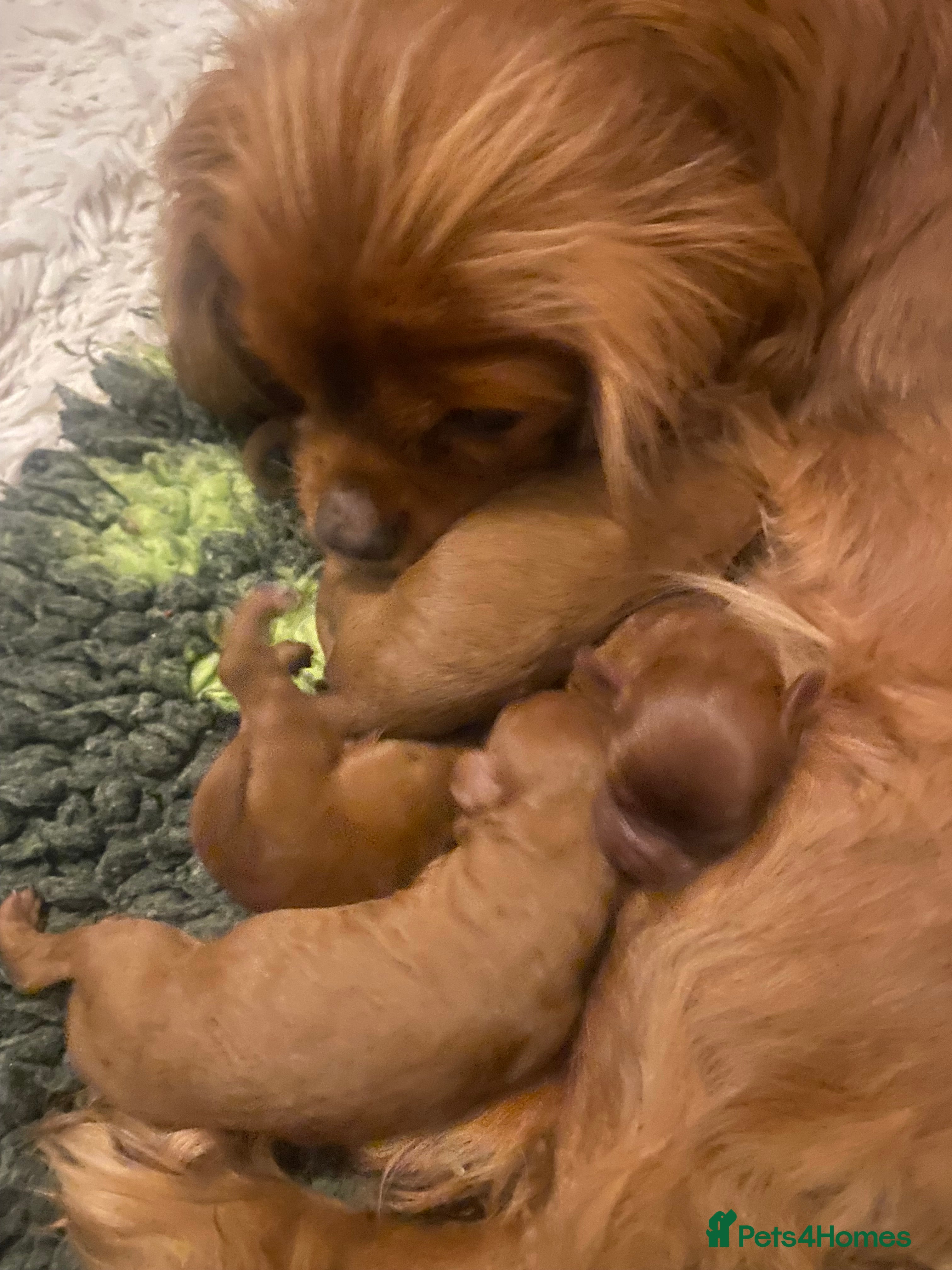 Cavapoo dogs Red Cavapoo both parents dna tested  - Advert 2