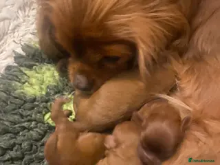 Cavapoo dogs Red Cavapoo both parents dna tested - Advert 5