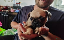 Frug dogs for sale: Frug puppies for sale - Image 9