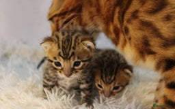 Bengal cats for sale: 🔥Absolute stunning Bengals for reservation🔥 - Image 18
