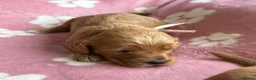 Cockapoo dogs for sale: Gorgeous cockerpoo puppies - Advert 13