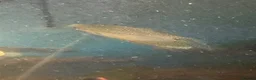 Sharks fish for sale: Tropical fish  in Port Talbot - Advert 16