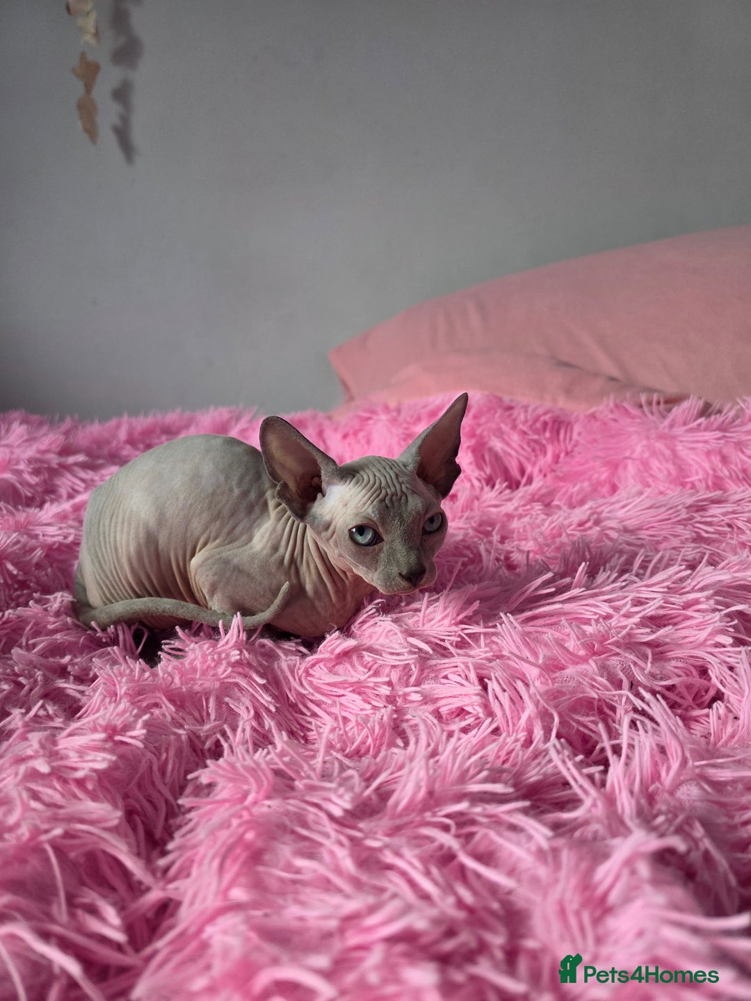 Sphynx cats for sale: 2 male sphynx cats - Image 7