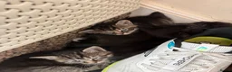 Mixed Breed cats for sale: 5 stunning kittens  in Pontypool - Advert 4