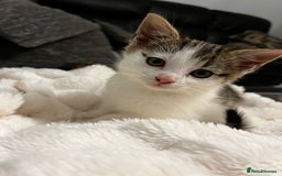 Mixed Breed cats for sale: Beautiful female kitten for sale - Advert 4