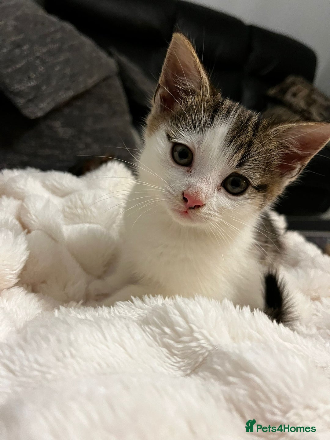 Mixed Breed cats for sale: Beautiful female kitten for sale - Advert 4