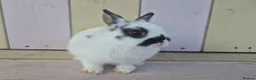 Netherland Dwarf rabbits for sale: 💜 PRETTIEST COLOURED NETHERLAND DWARF BABIES 💜 - Advert 3