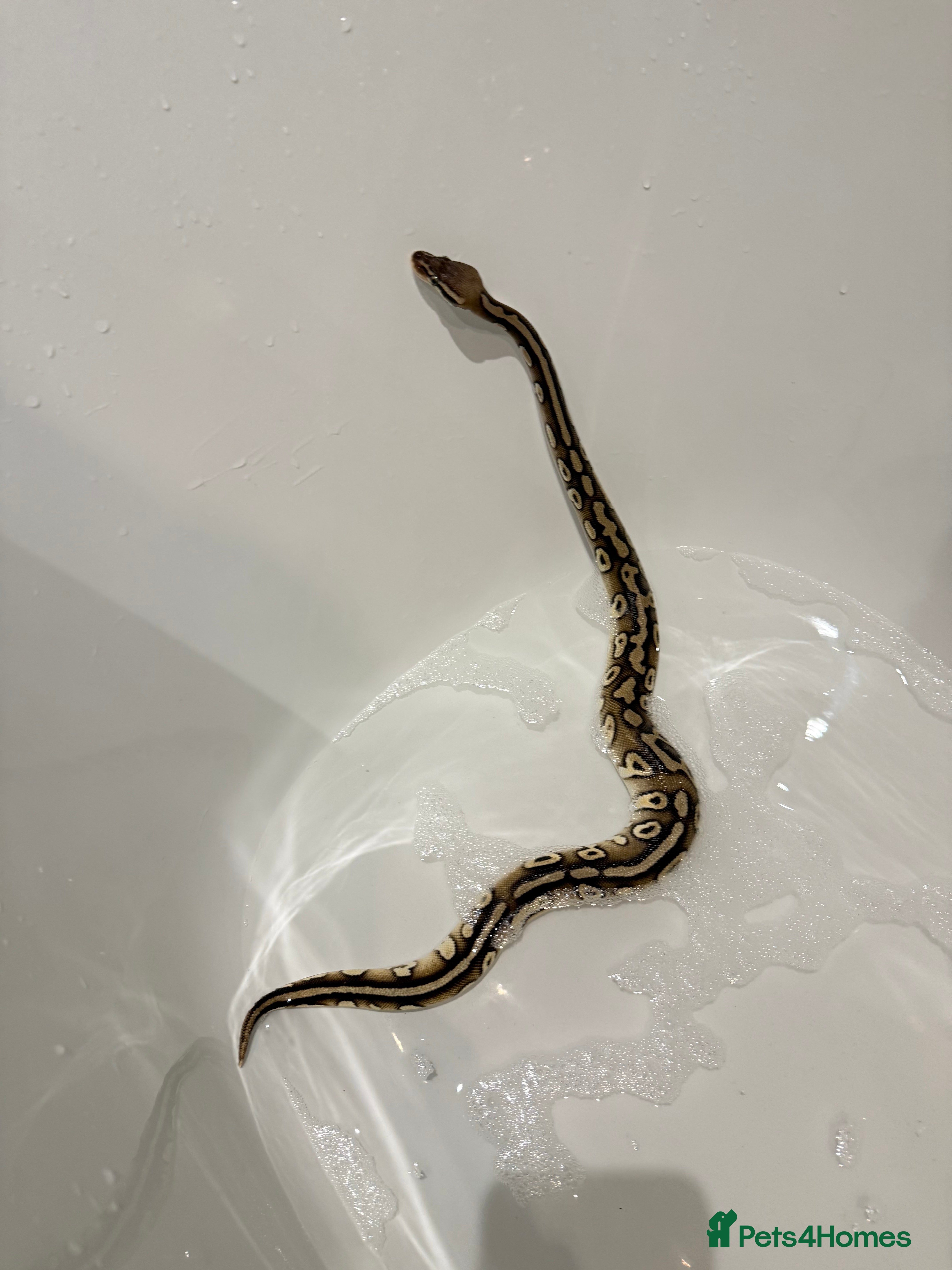 Python Snake reptiles Two stunning Ball Pythons  - Advert 5