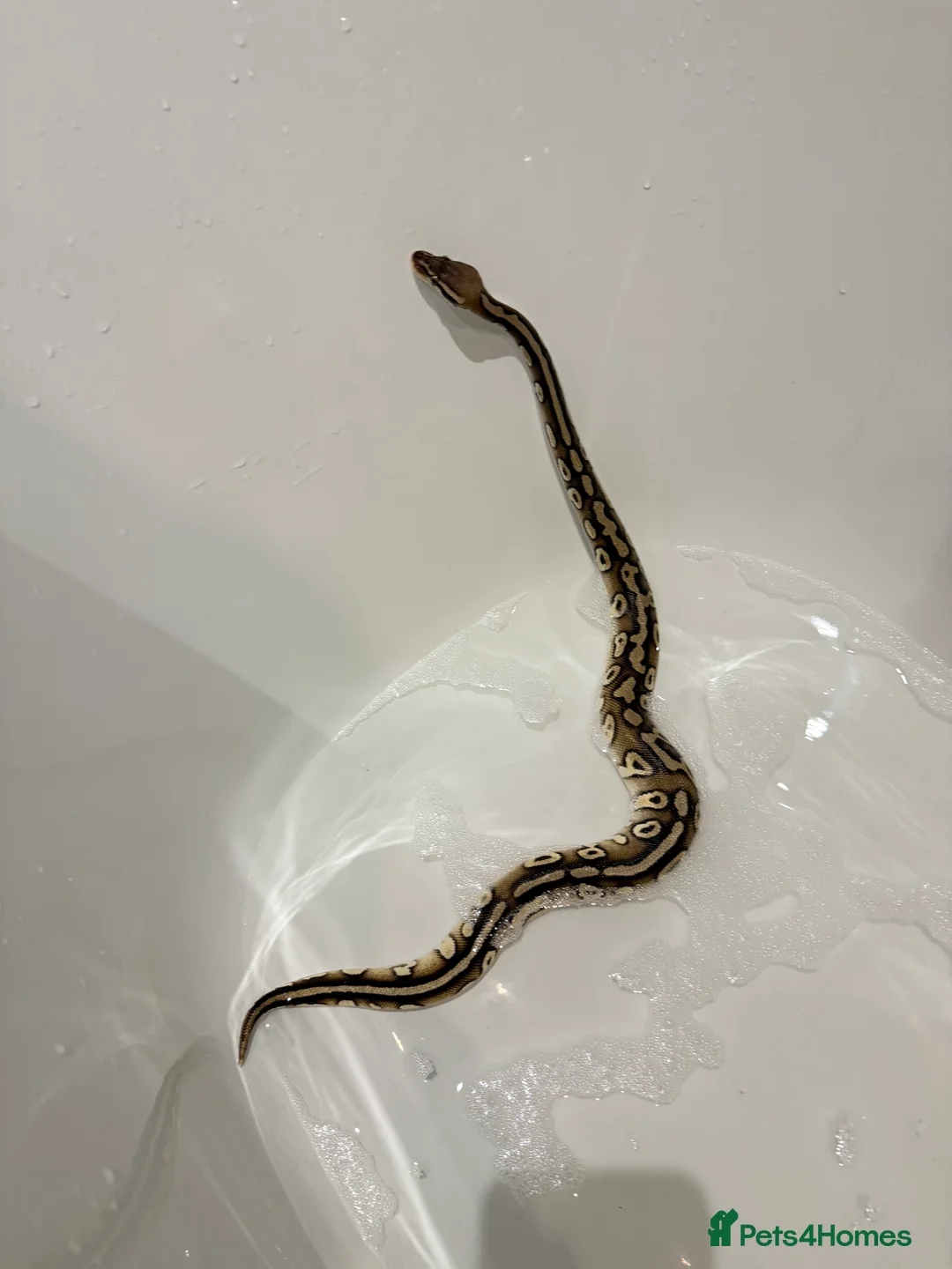 Python Snake reptiles for sale: Two stunning Ball Pythons  - Advert 1