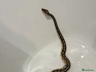 Python Snake reptiles Two stunning Ball Pythons - Advert 2