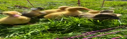 Ducks poultry for sale: Indian runner ducklings for sale  - Advert 1