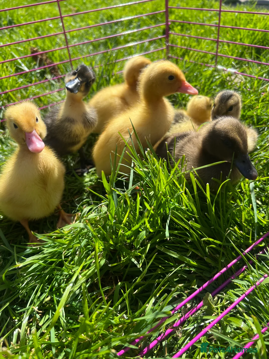 Ducks poultry for sale: Indian runner ducklings for sale  - Advert 1