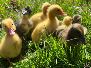 Ducks poultry Indian runner ducklings for sale - Advert 6