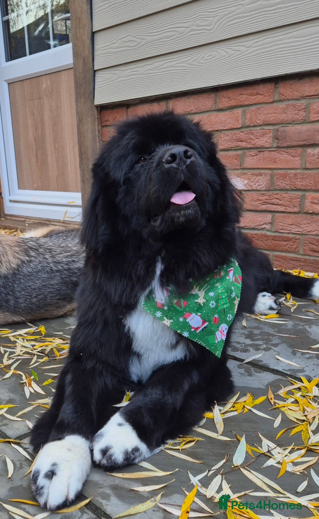 Newfoundland dogs 3 year old neutered male newfoundland  - Advert 2