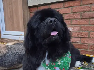 Newfoundland dogs 3 year old neutered male newfoundland - Advert 2