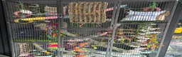 Sugar Glider rodents for sale: Brother and sister bonded pair sugar gliders  - Advert 9