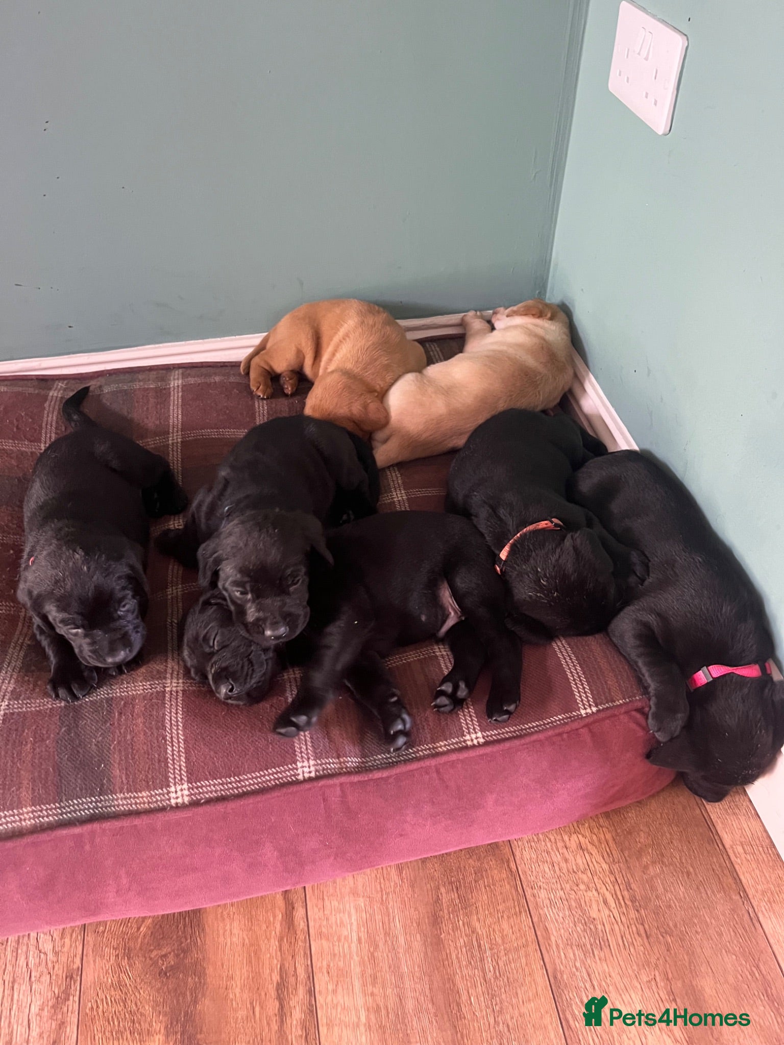 Labrador Retriever dogs Labrador Puppies - Advert 6