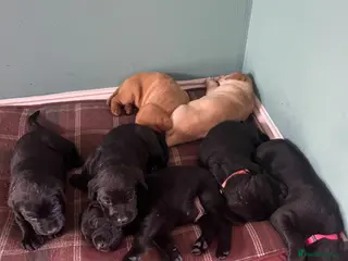 Labrador Retriever dogs Labrador Puppies - Advert 6