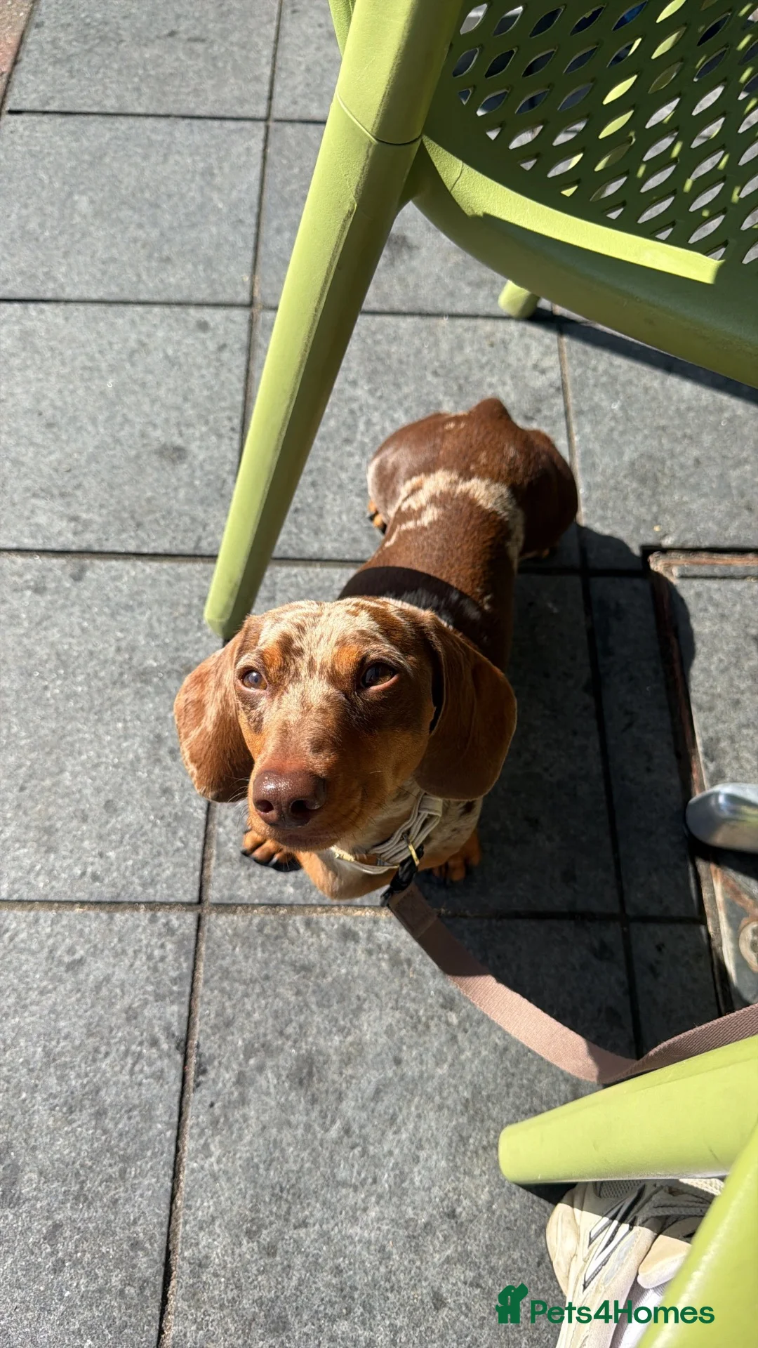 Miniature Dachshund dogs for stud: Chocolate dapple miniature dachshund for stuf - Advert 2