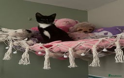 Mixed Breed cats for sale: X5 kittens  - Image 4