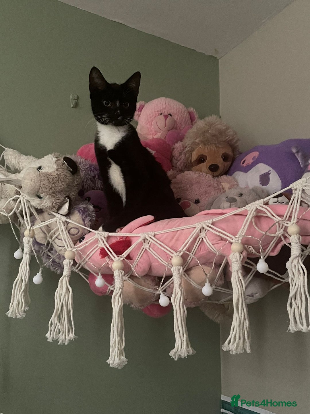 Mixed Breed cats for sale: X5 kittens  - Image 4