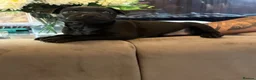 Patterdale Terrier dogs for sale: Beautiful patterdale  - Advert 10