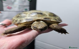 Tortoise reptiles for sale: 2 female horsfield tortoises  - Image 4