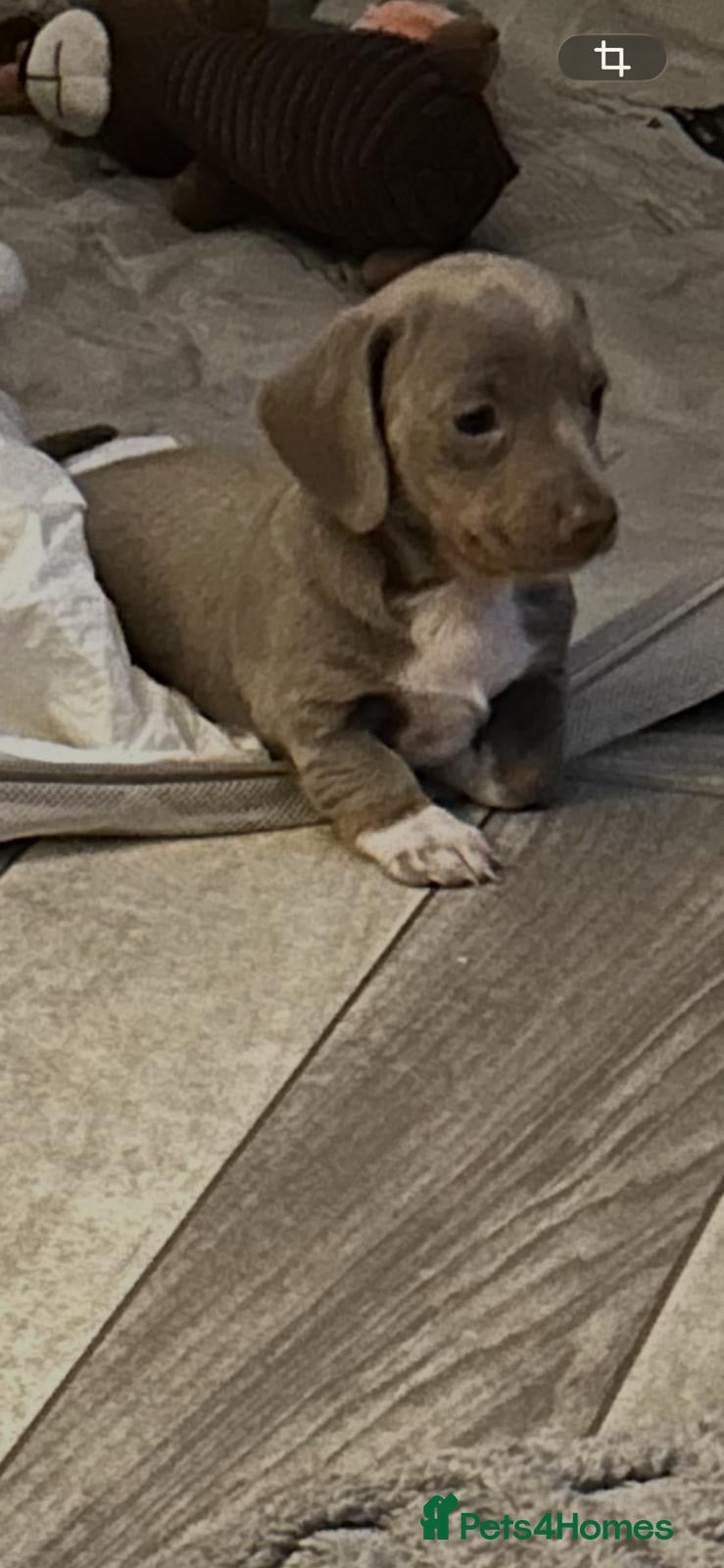 Dachshund dogs 8 week old Isabelle dashind girl - Advert 1