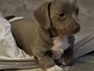 Dachshund dogs 8 week old Isabelle dashind girl - Advert 1