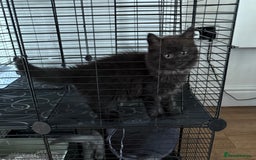 British Longhair cats for sale: British longhair kitten - Image 1
