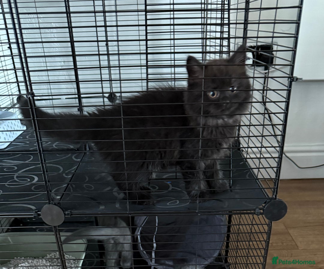 British Longhair cats for sale: British longhair kitten - Image 1