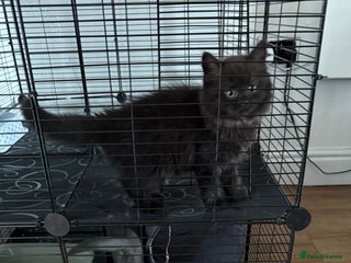 British Longhair cats - Advert 6