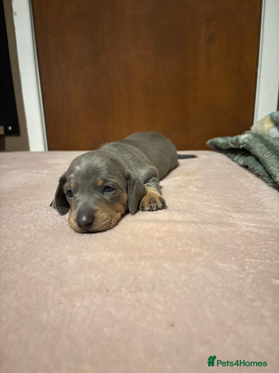 Miniature Dachshund dogs for sale: Miniature dachshund (1 girl left) - Advert 7