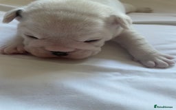 English Bulldog dogs for sale: 4 KC English Bulldog Puppies  - Image 11