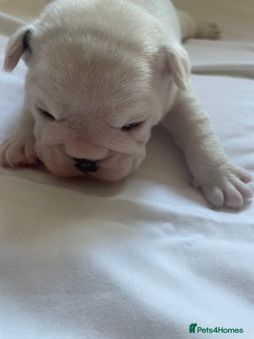 English Bulldog dogs for sale: 4 KC English Bulldog Puppies  - Image 11
