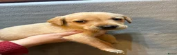 Labrador Retriever dogs for sale: Gorgeous Labrador Puppies - Advert 4