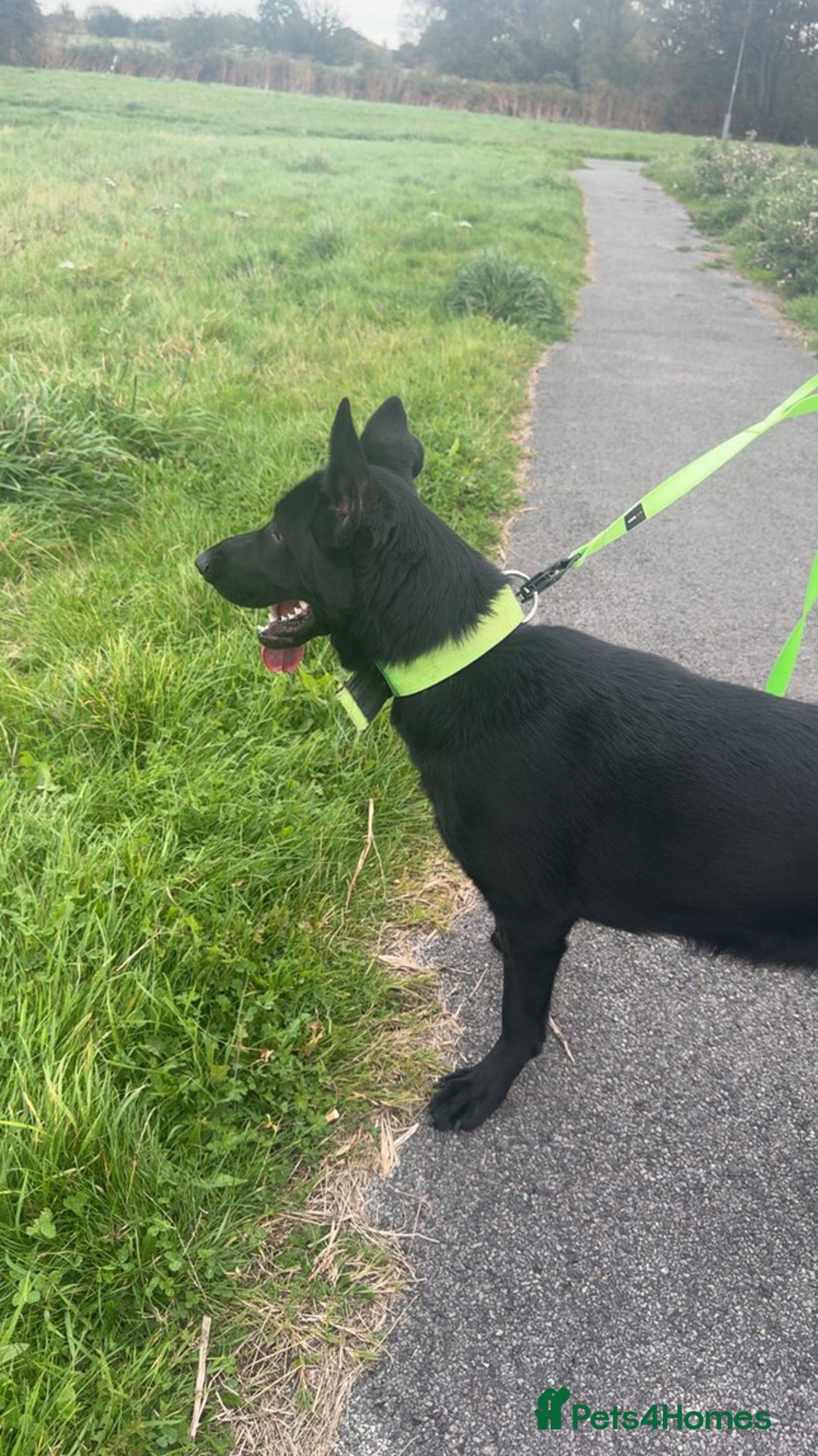 German Shepherd dogs for sale: Girl German shepherd luna - Image 8