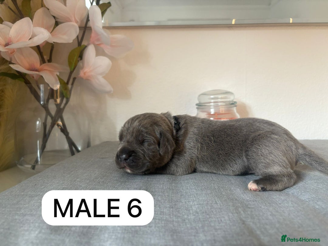 Mixed Breed dogs for sale: Italian Mastiff puppies available  - Image 6